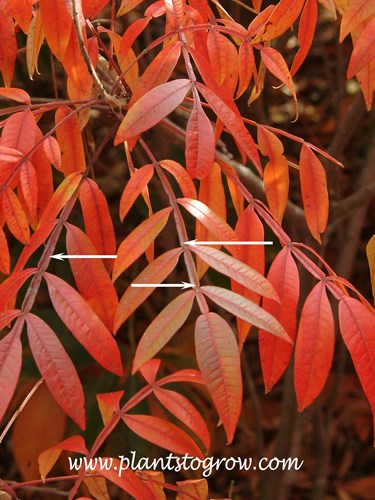 Prairie Flame Shining Sumac has a continuous membrane running along the rachis of the pinnate compound leaf.